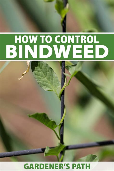 binkdwte|Controlling Bindweed: What is It and Best Control。